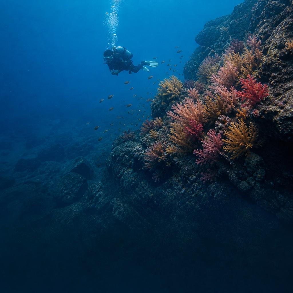 A scuba diver exploring soft corals along volcanic rock underwater